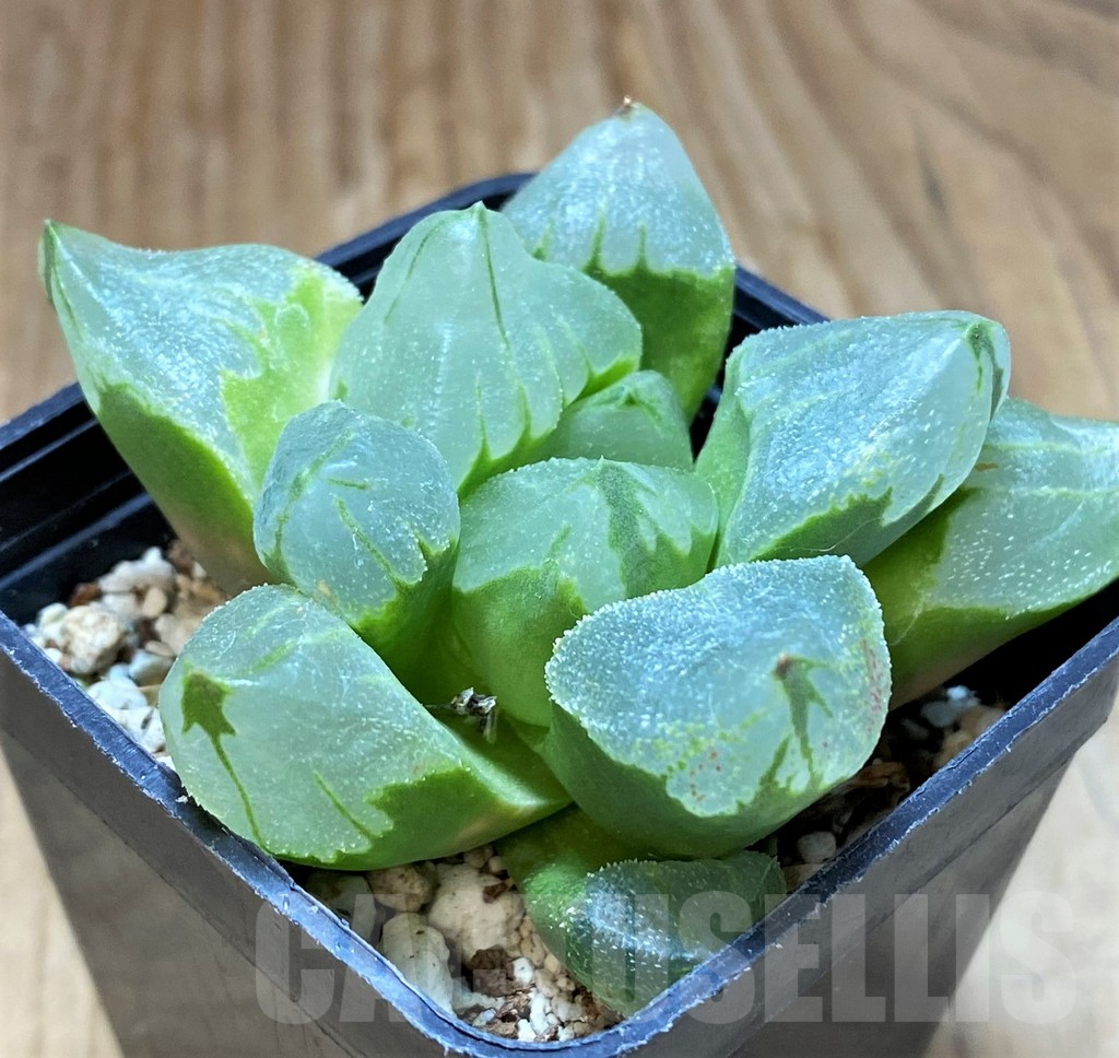 SH8518 Haworthia pygmaea ‘Ice City’