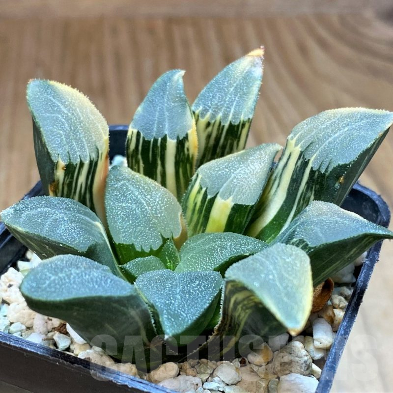 SH8574 Haworthia bayeri f. variegata