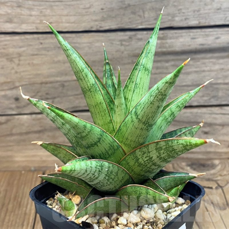 サンスベリア Sansevieria Beauty Sensation Sansevieria beauti sensation variegated – Succulentasia