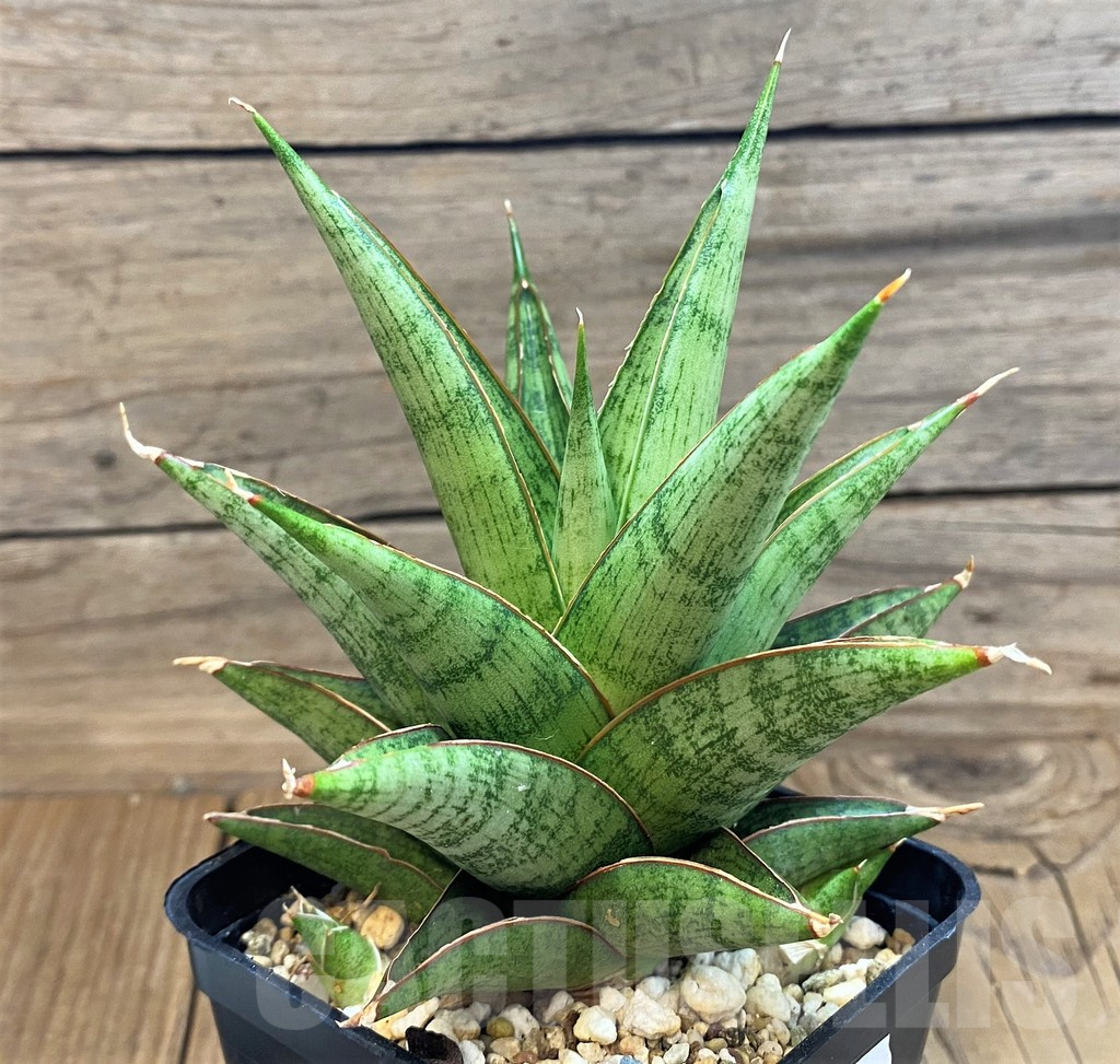 SH18052 Sansevieria 'Rockman'