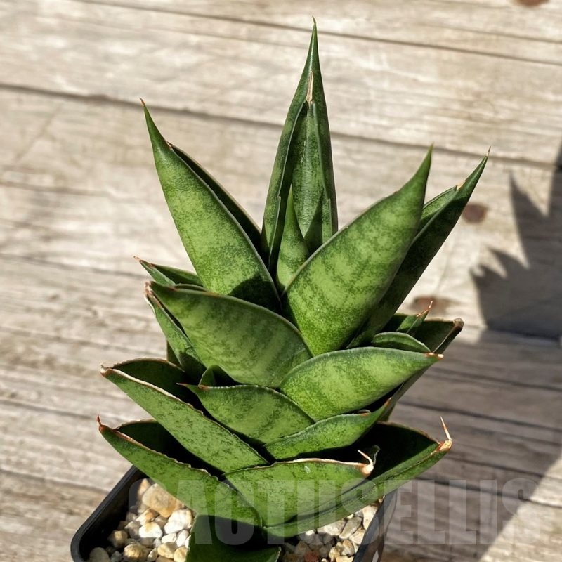 SH10817 Sansevieria 'Pagoda'
