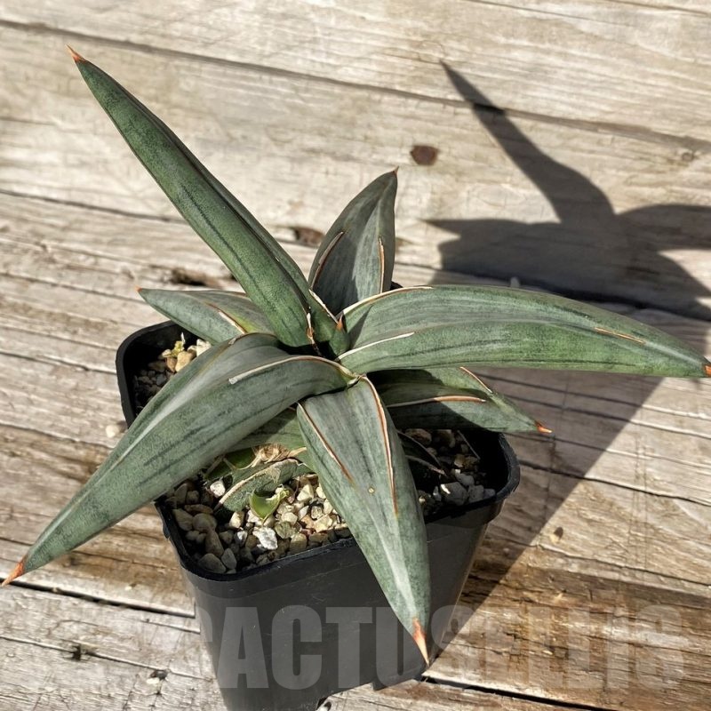 SH10843 Sansevieria 'Silver Clone'