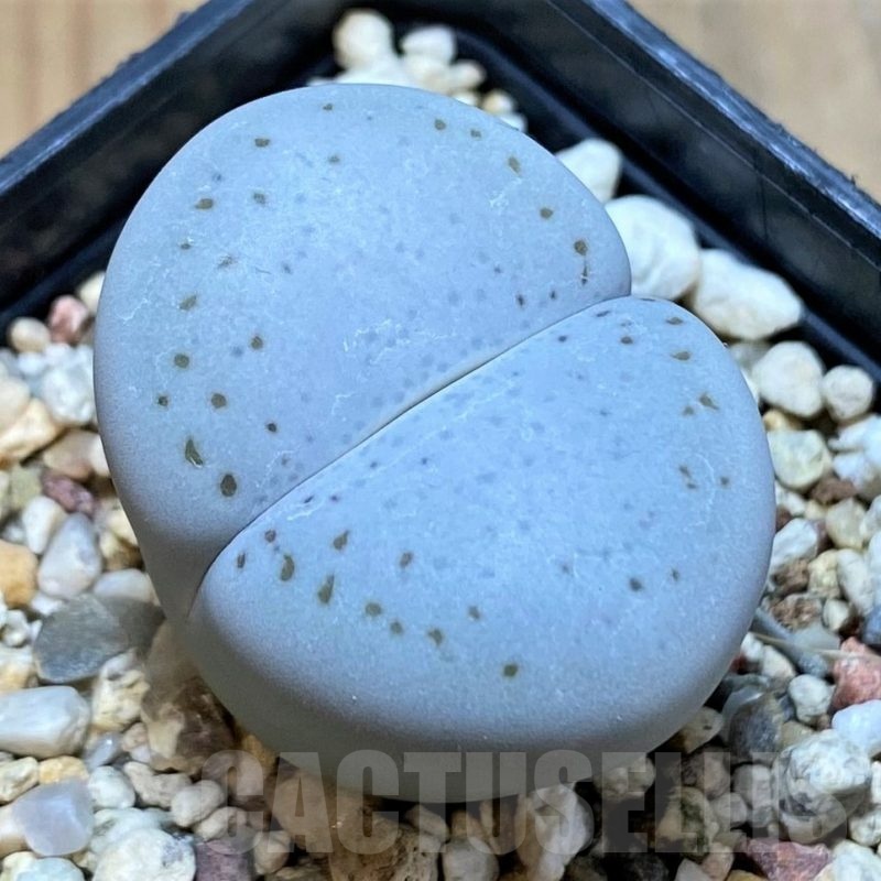 SH10690 Dinteranthus vanzylii