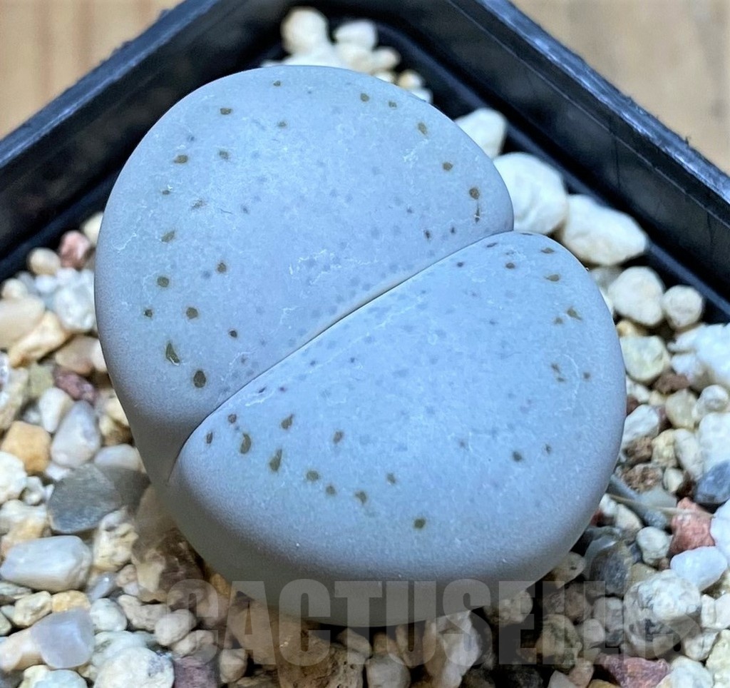 SH10690 Dinteranthus vanzylii