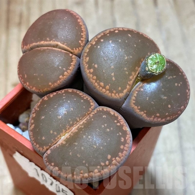 SH10705 Lithops aucampiae SH1748