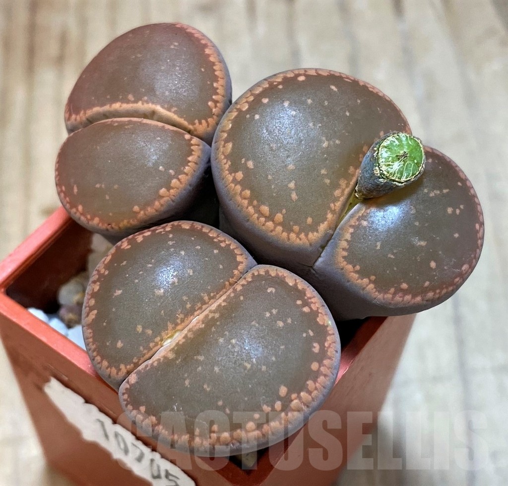 SH10705 Lithops aucampiae SH1748