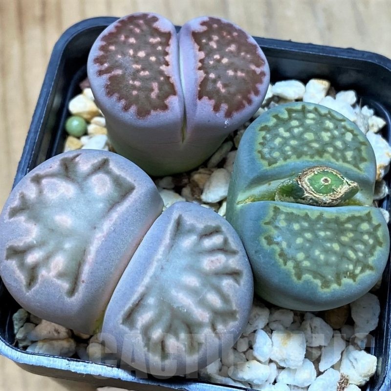SH10726 Lithops mix