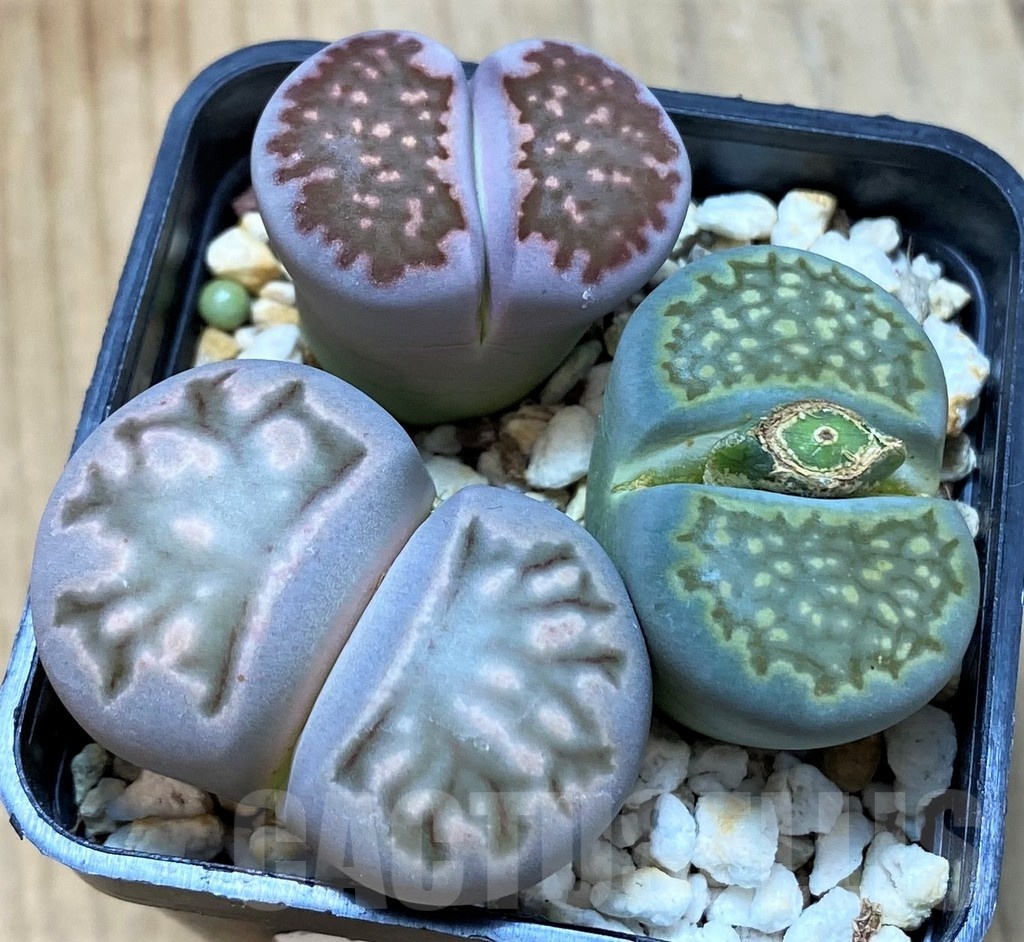 SH10726 Lithops mix
