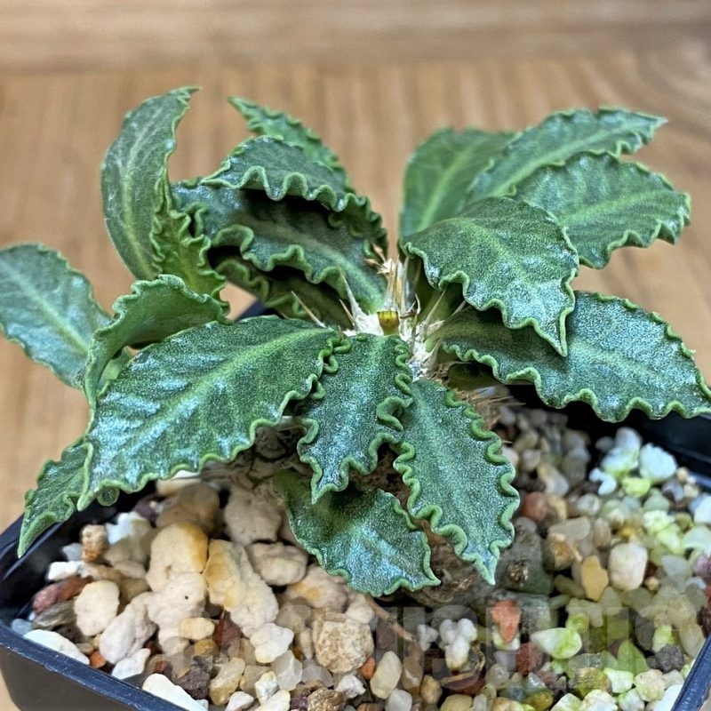 SH9551 Euphorbia tulearensis hybrid