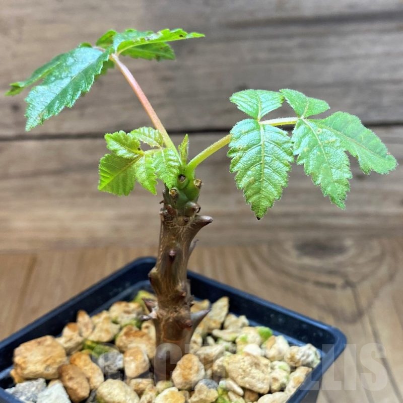 SH9815 Beiselia mexicana