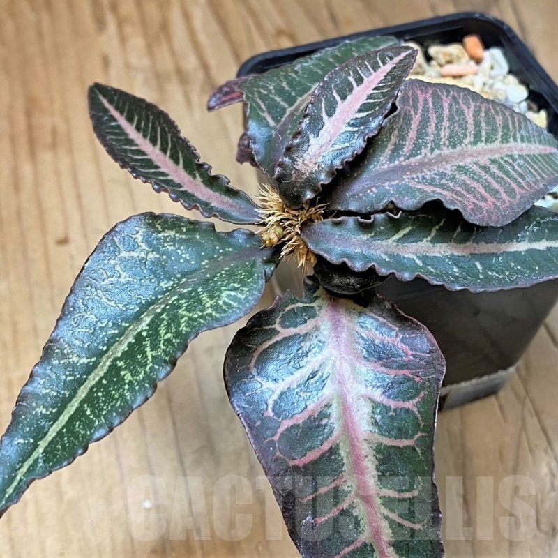 SH9072 Euphorbia francoisii hybrid