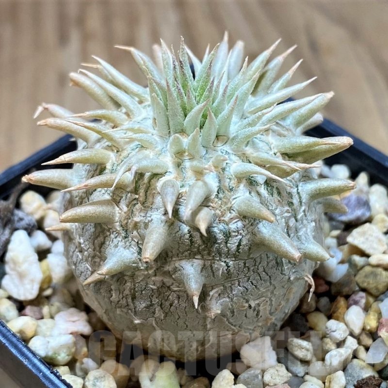 SH10783 Pachypodium brevicaule hybrid