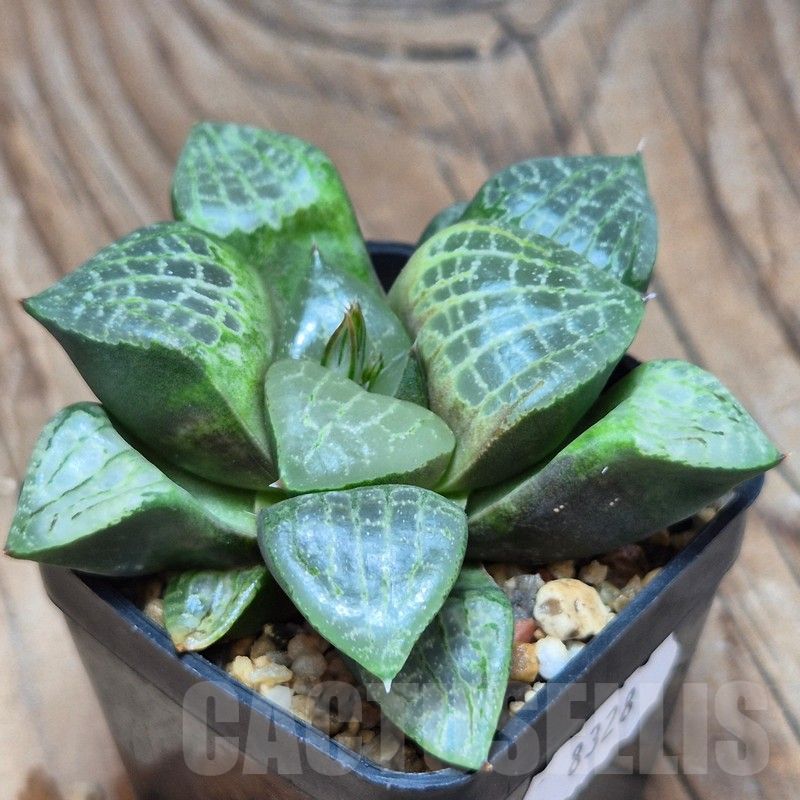 VVG8328 Haworthia comptoniana - Selected form-
