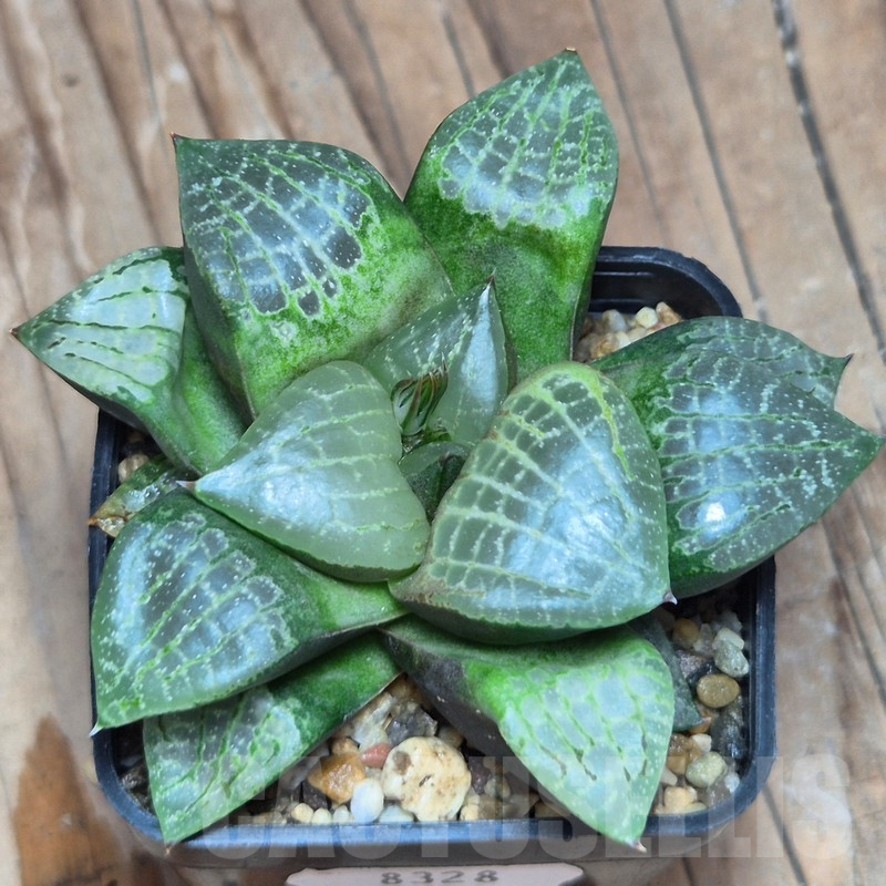 VVG8328 Haworthia comptoniana - Selected form- - 画像 (2)