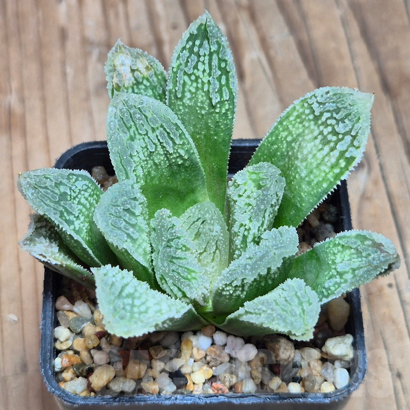 VVG8336 Haworthia VVG30 x VVG31 - Image 2