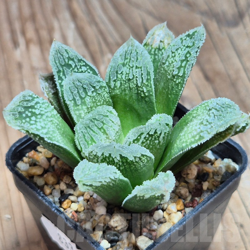 VVG8336 Haworthia VVG30 x VVG31