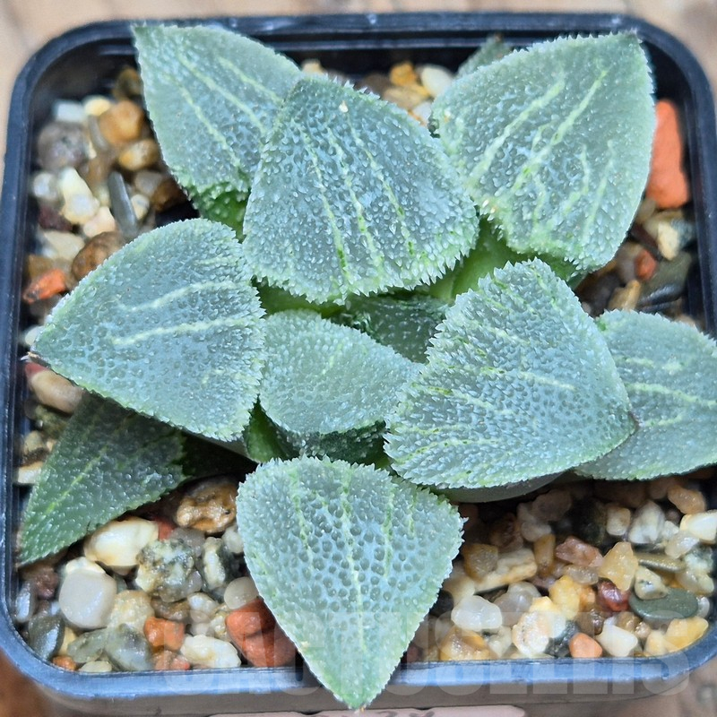 VVG8339 Haworthia comptoniana x pygmaea v.crystallina USA F2