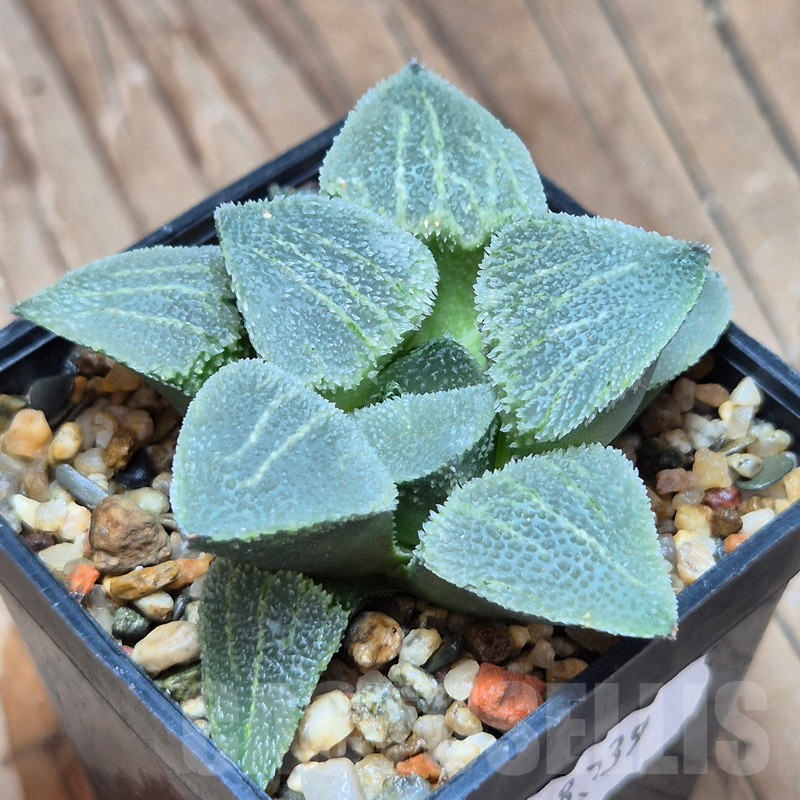 VVG8339 Haworthia comptoniana x pygmaea v.crystallina USA F2 - Image 2