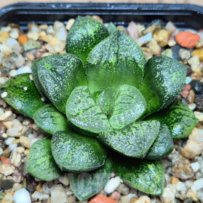 VVG9774 Haworthia schultiana x retusa x comptoniana hybrid F2