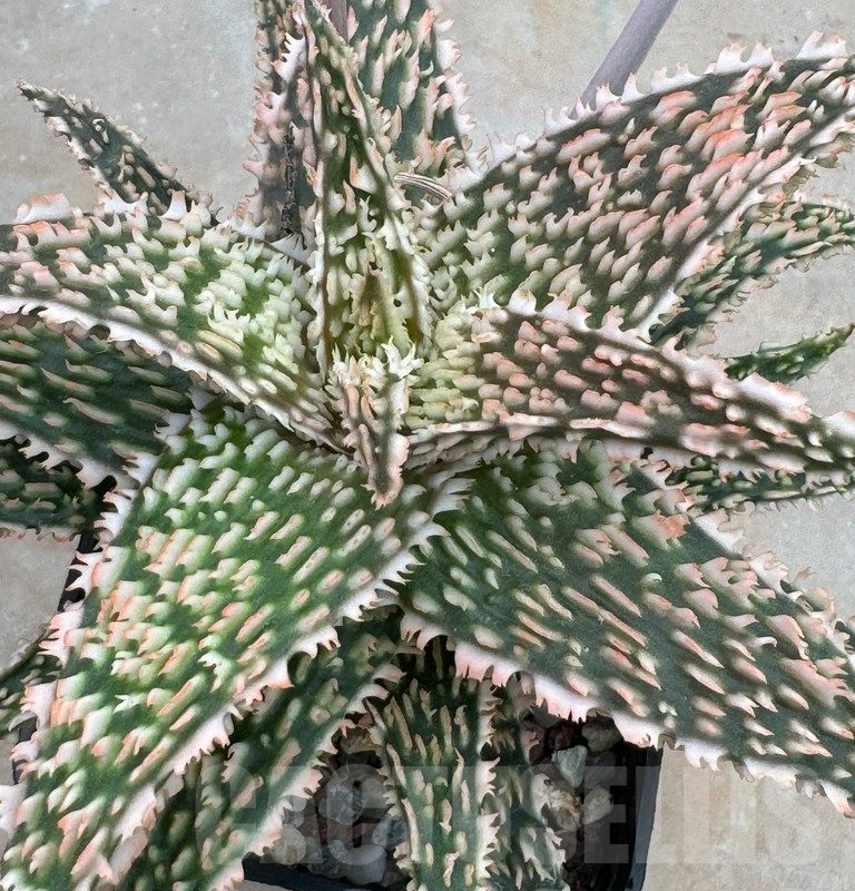 LOT921 20SEEDS Aloe EN35  harvest 2025