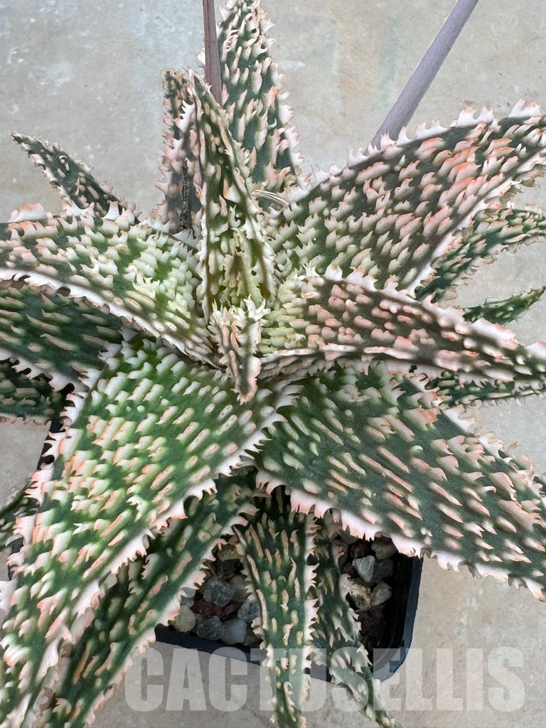 LOT921 20SEEDS Aloe EN35 harvest 2025