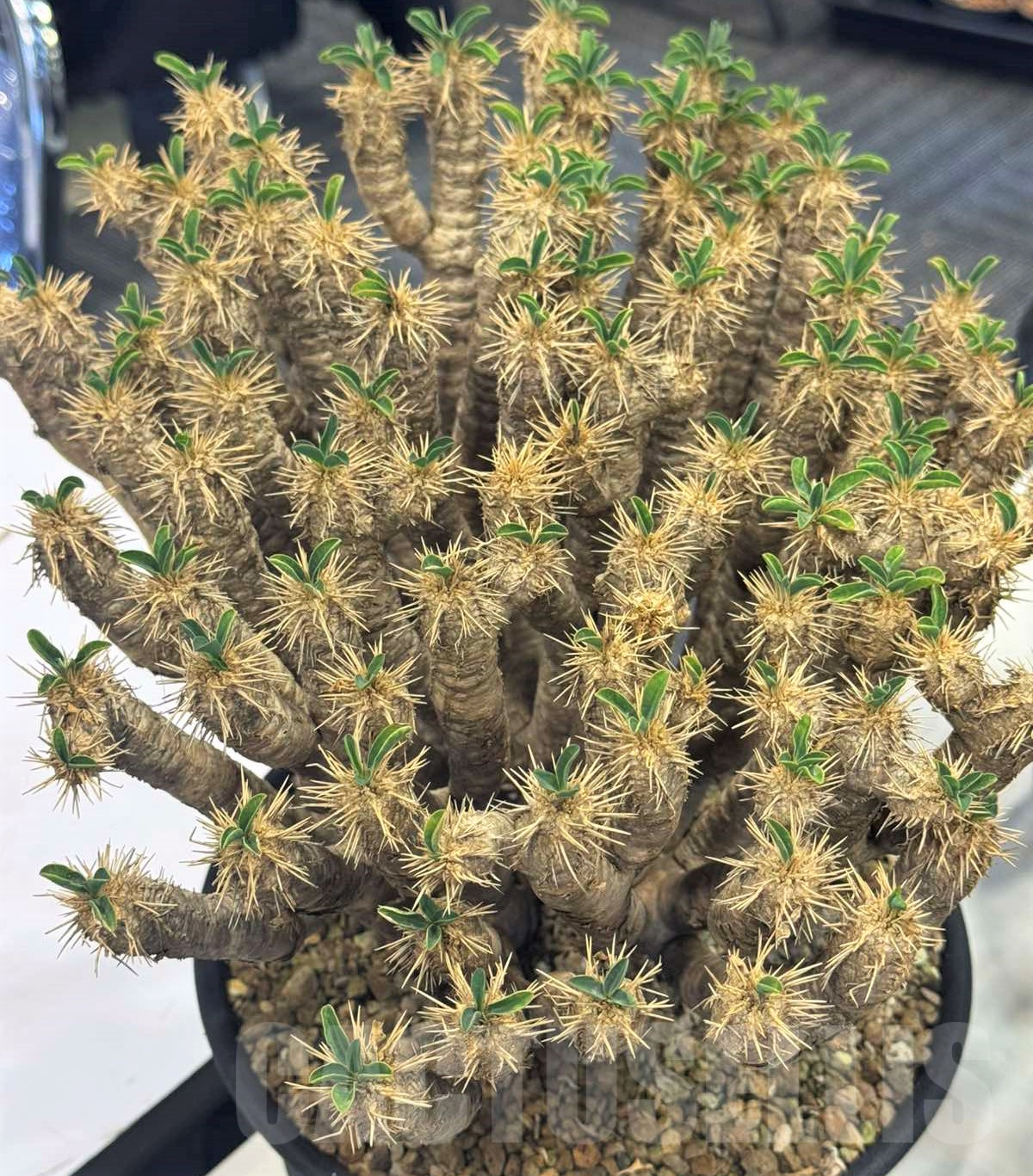 SH8716 Euphorbia guillauminiana