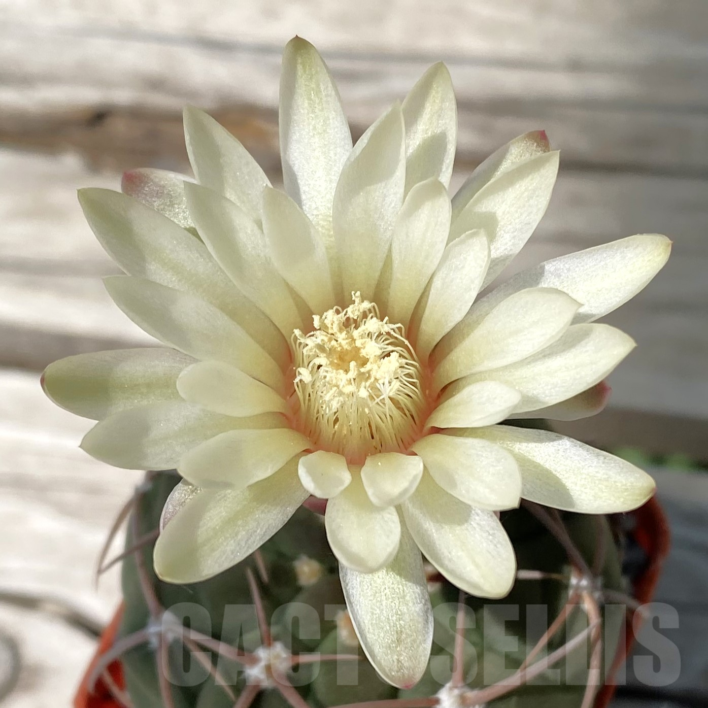 SH9928 Gymnocalycium bayrianum
