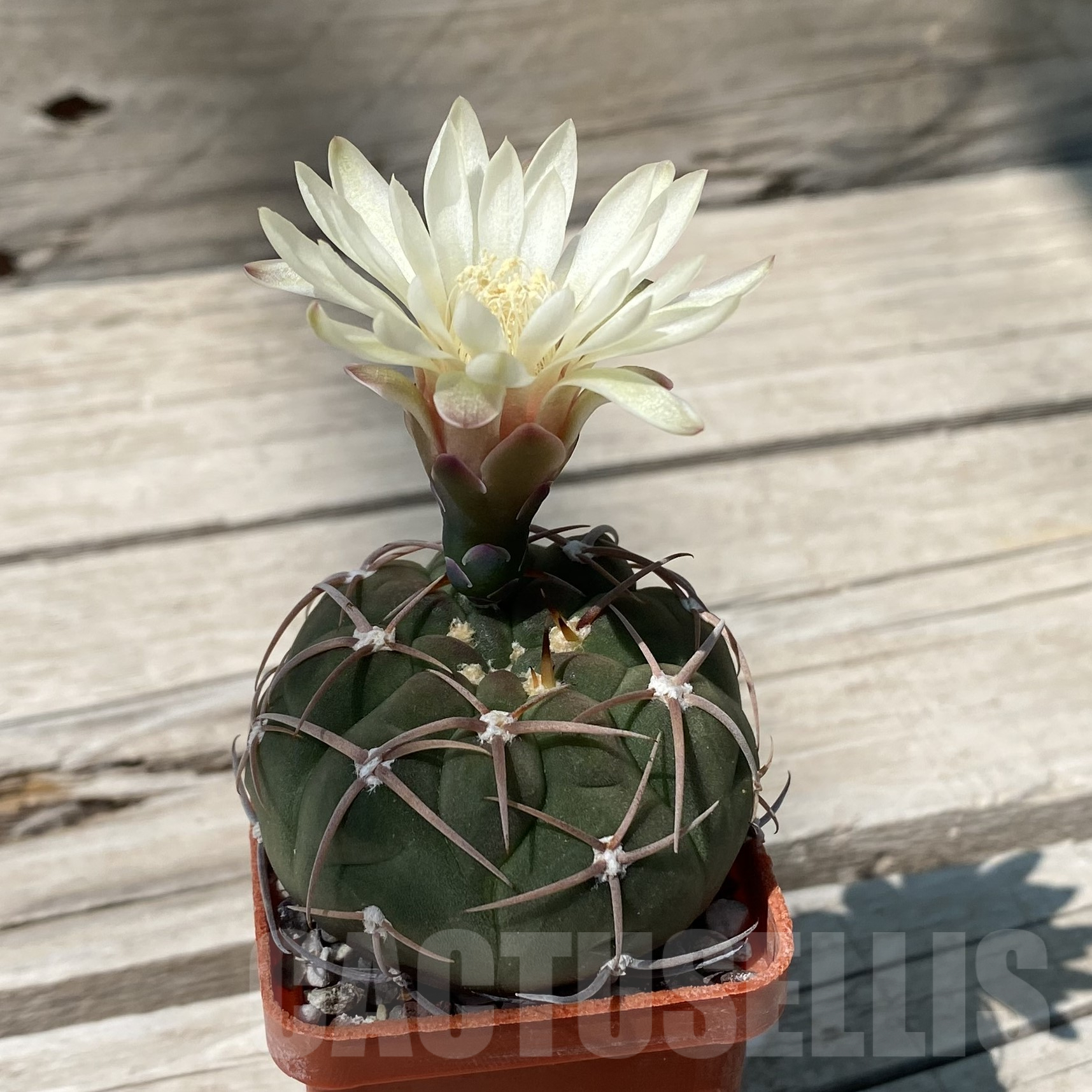 SH9928 Gymnocalycium bayrianum - immagine 2
