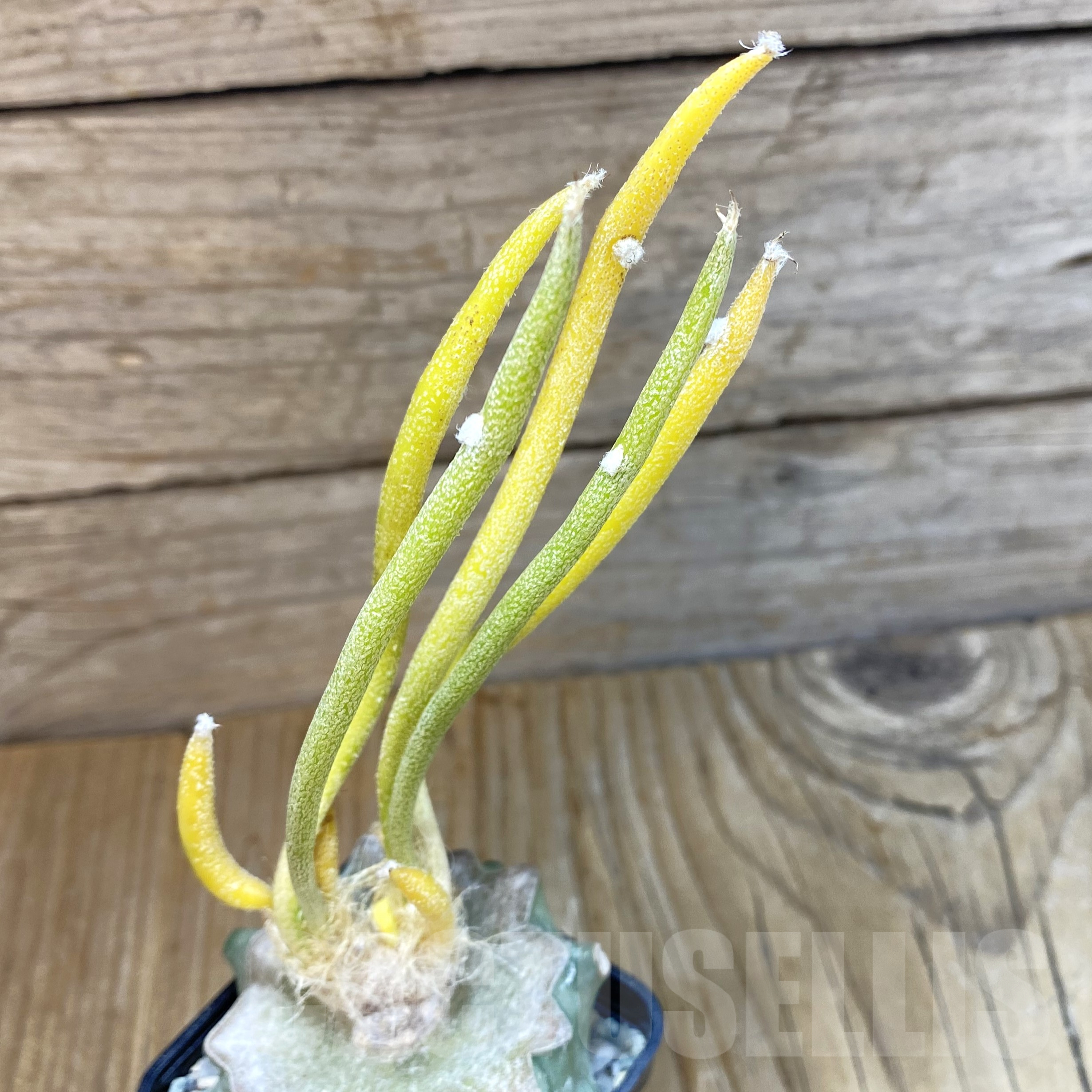 SH9930 Astrophytum caput-medusae f. variegata, grafted