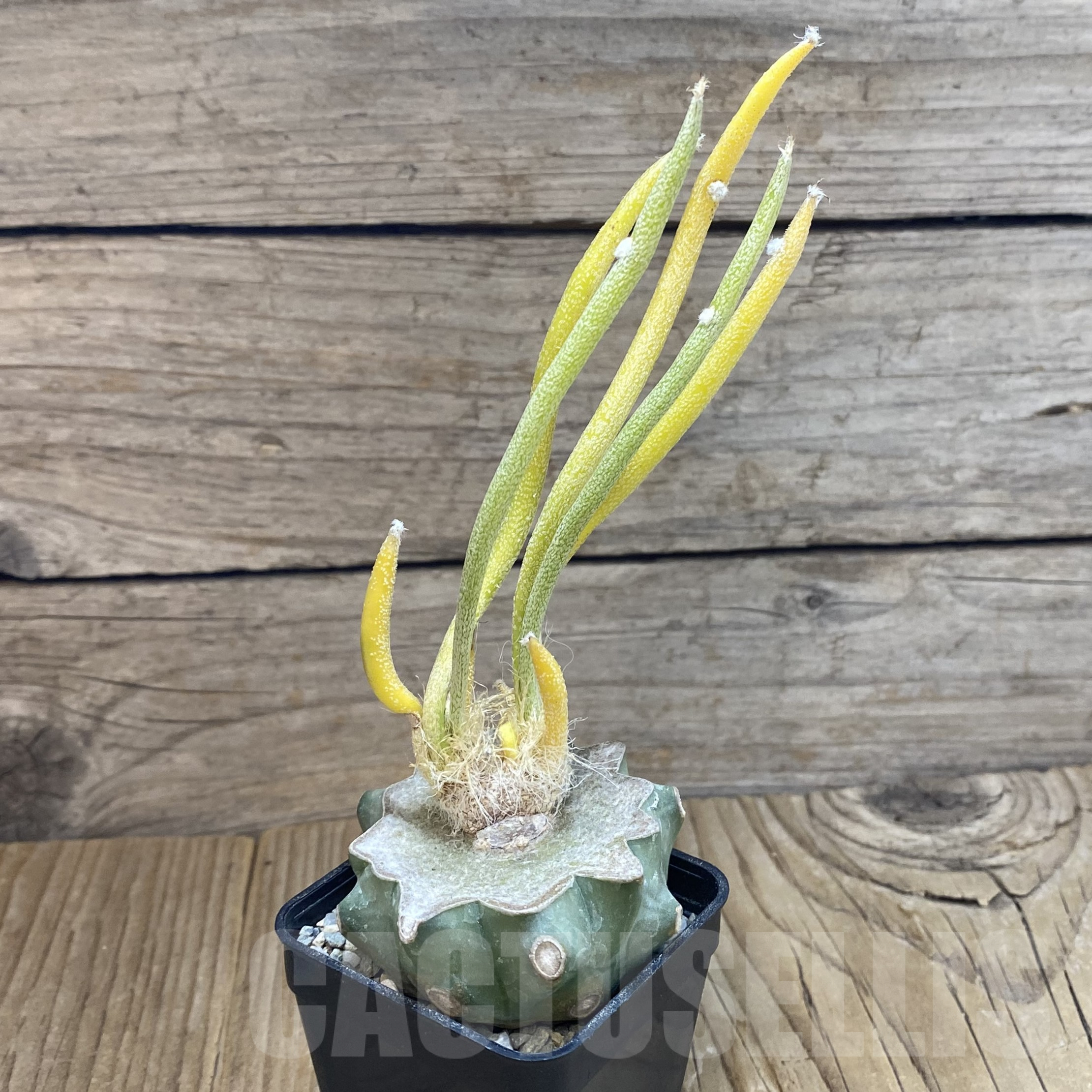 SH9930 Astrophytum caput-medusae f. variegata, grafted - Image 2