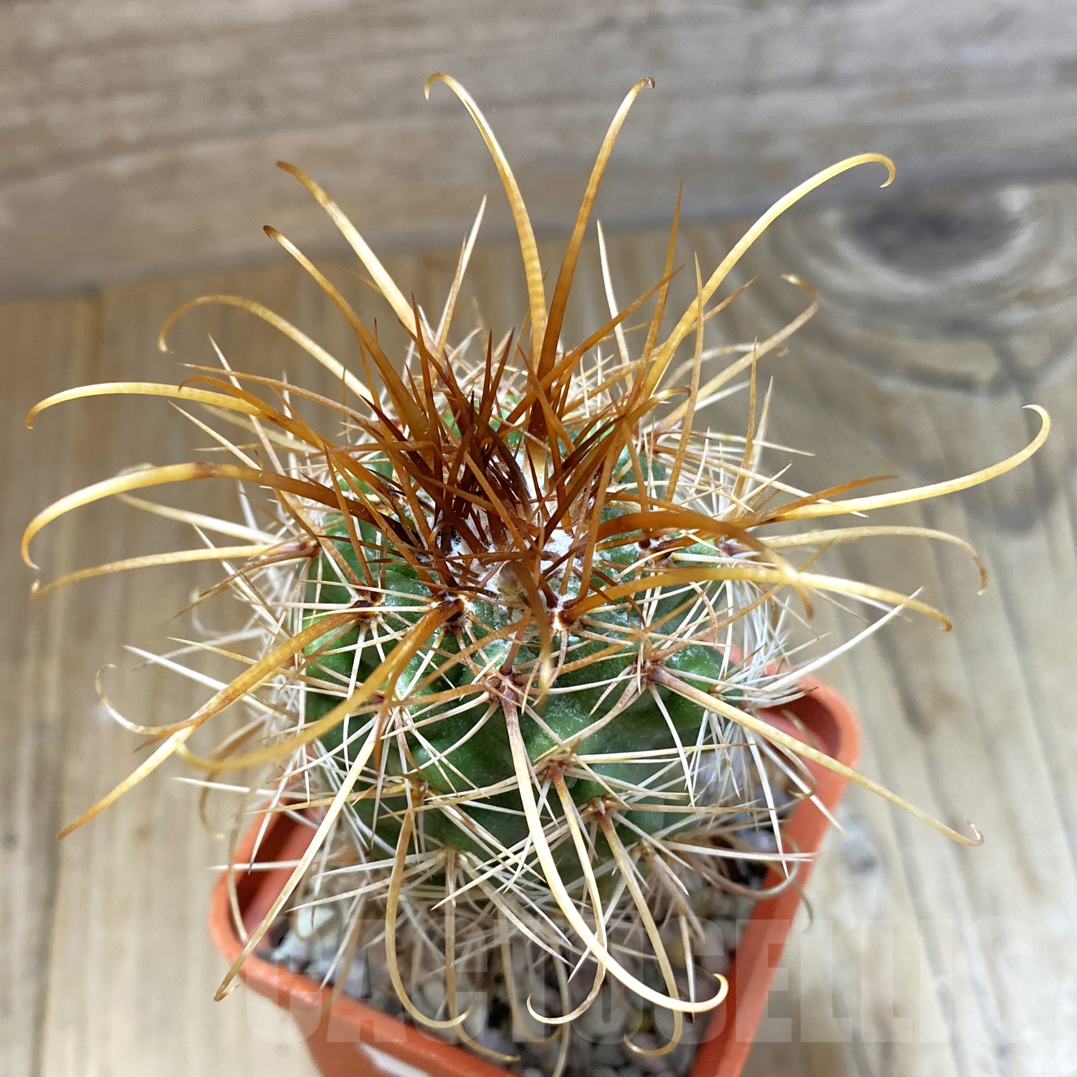 SH9933 Parodia maxima