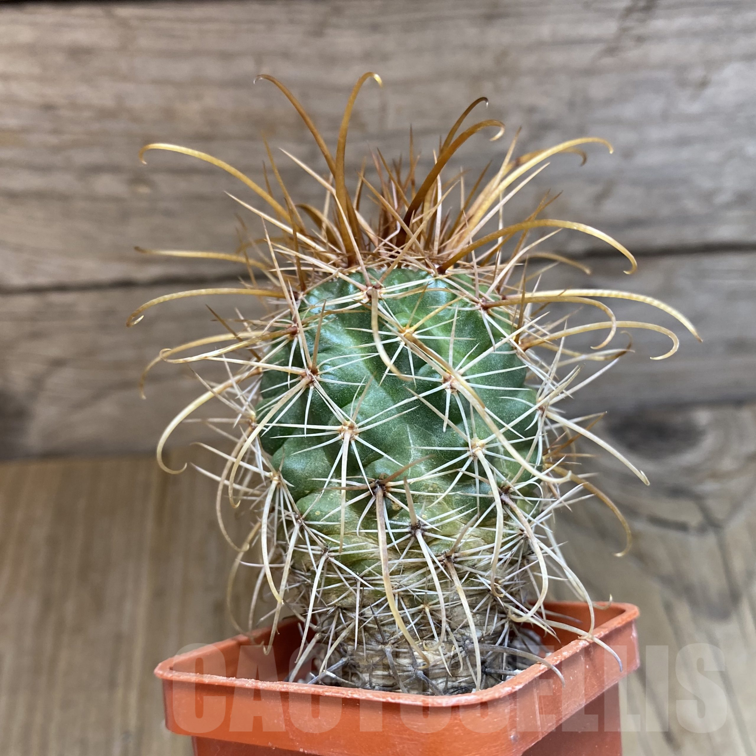 SH9933 Parodia maxima - Imagen 2