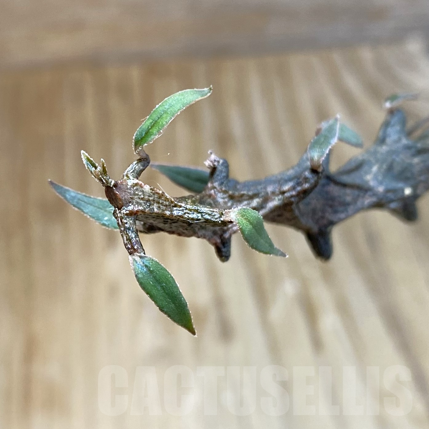 SH9936 Ceropegia bosseri