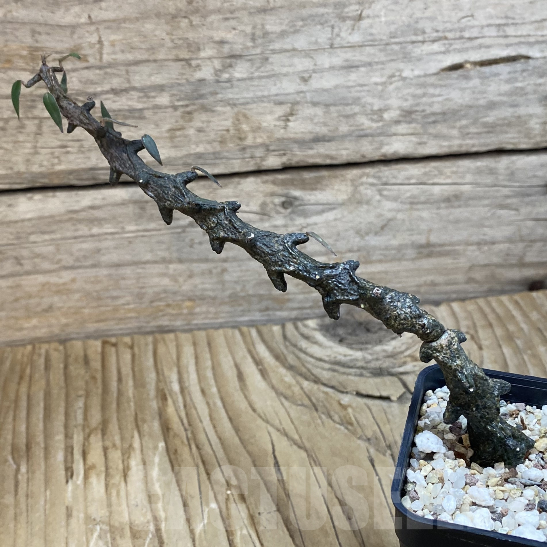 SH9936 Ceropegia bosseri - Image 2