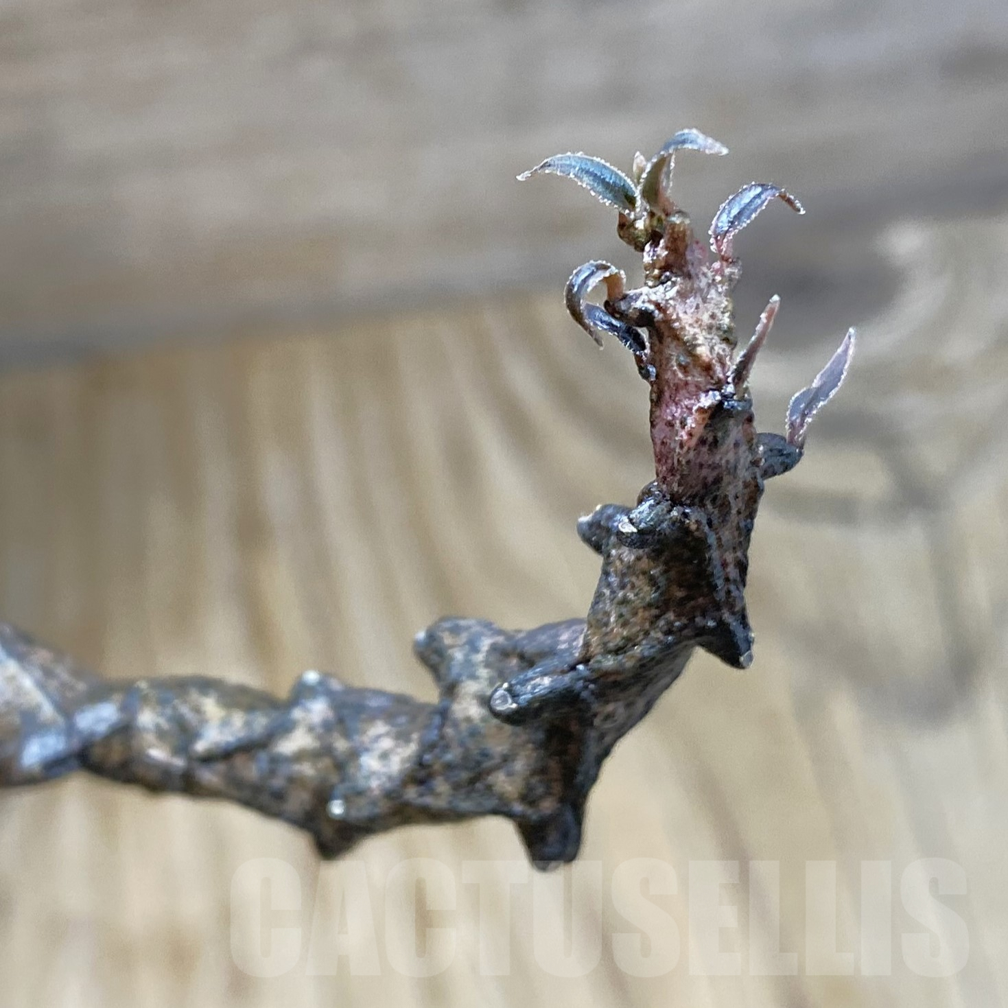 SH9937 Ceropegia bosseri