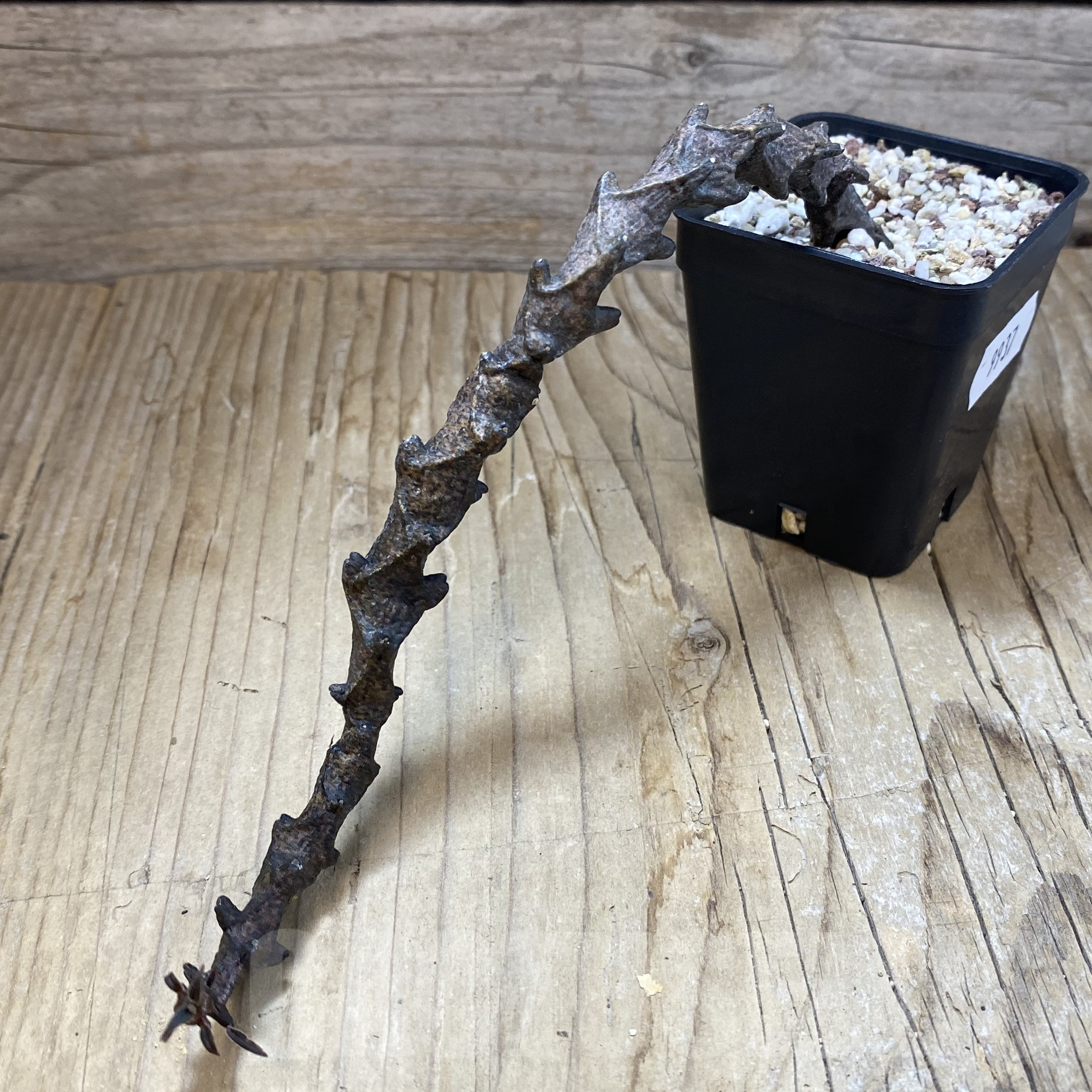 SH9937 Ceropegia bosseri - Imagen 2