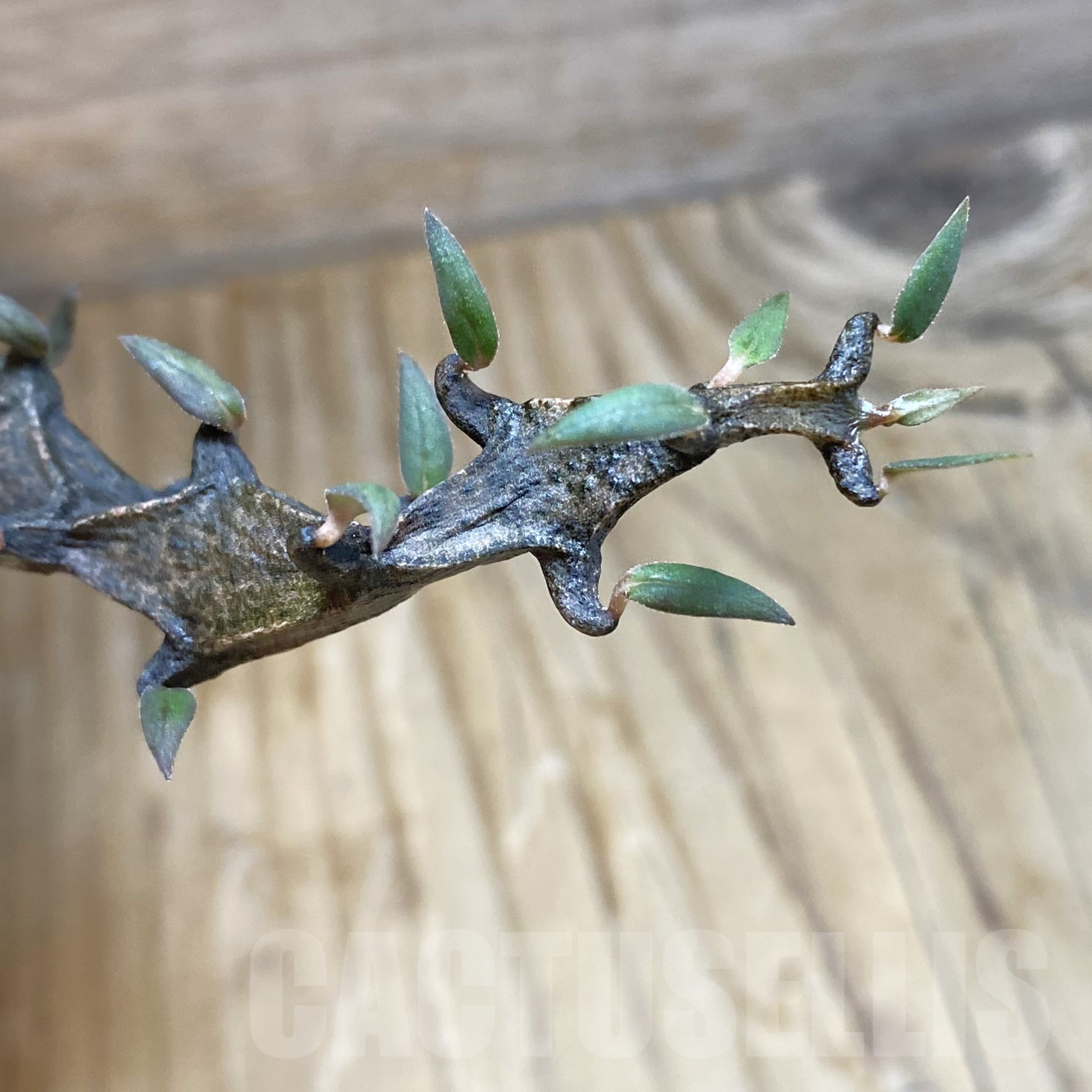 SH9939 Ceropegia bosseri