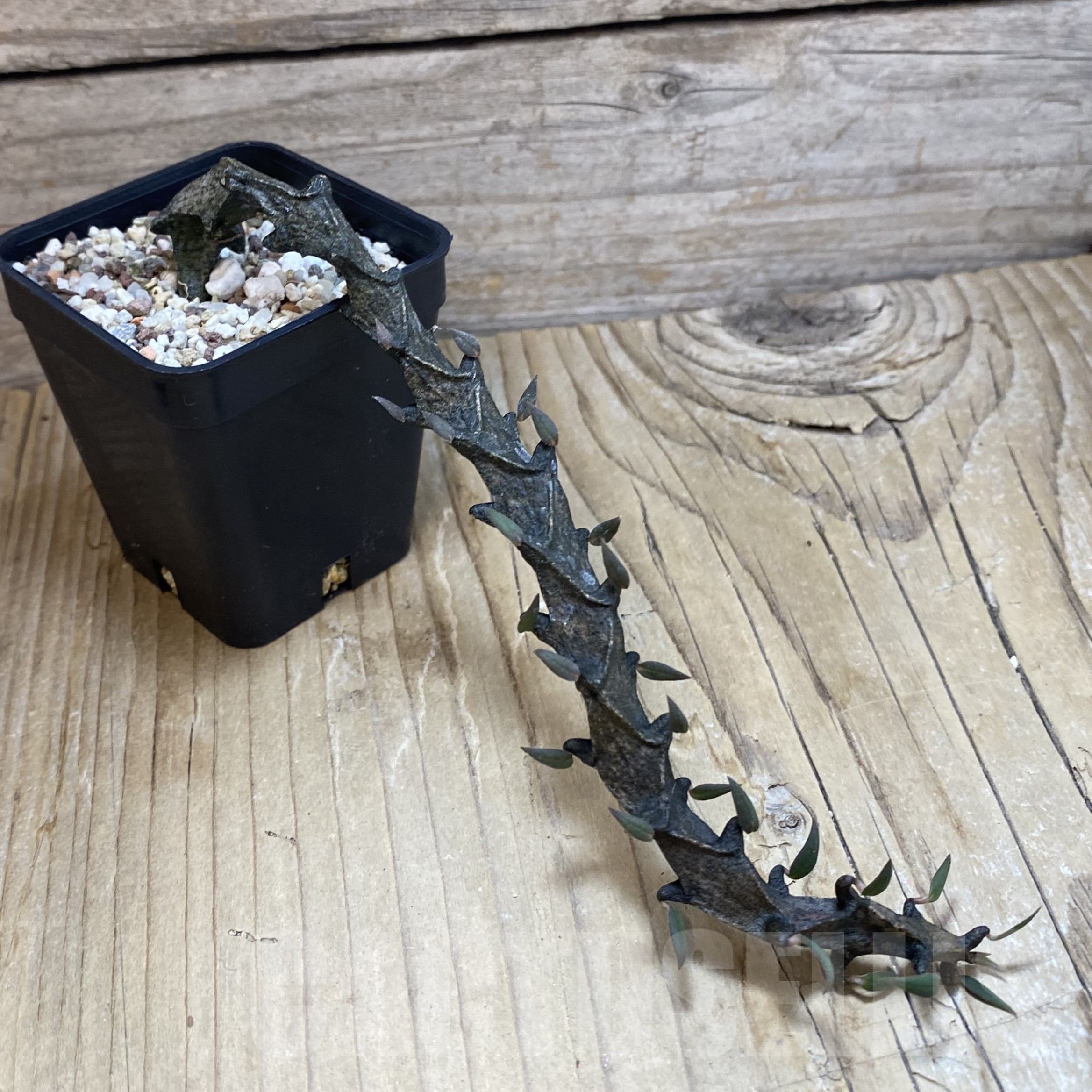 SH9939 Ceropegia bosseri - Image 2