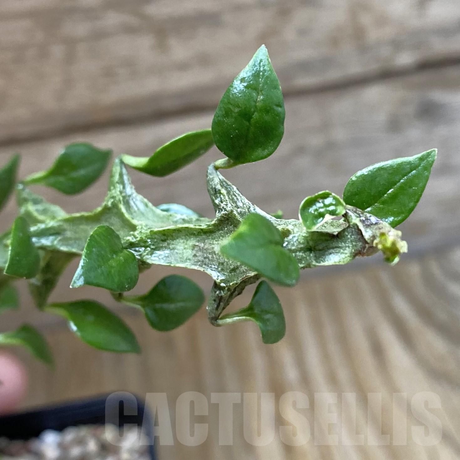 SH9940 Ceropegia simoneae ‘Green Form’