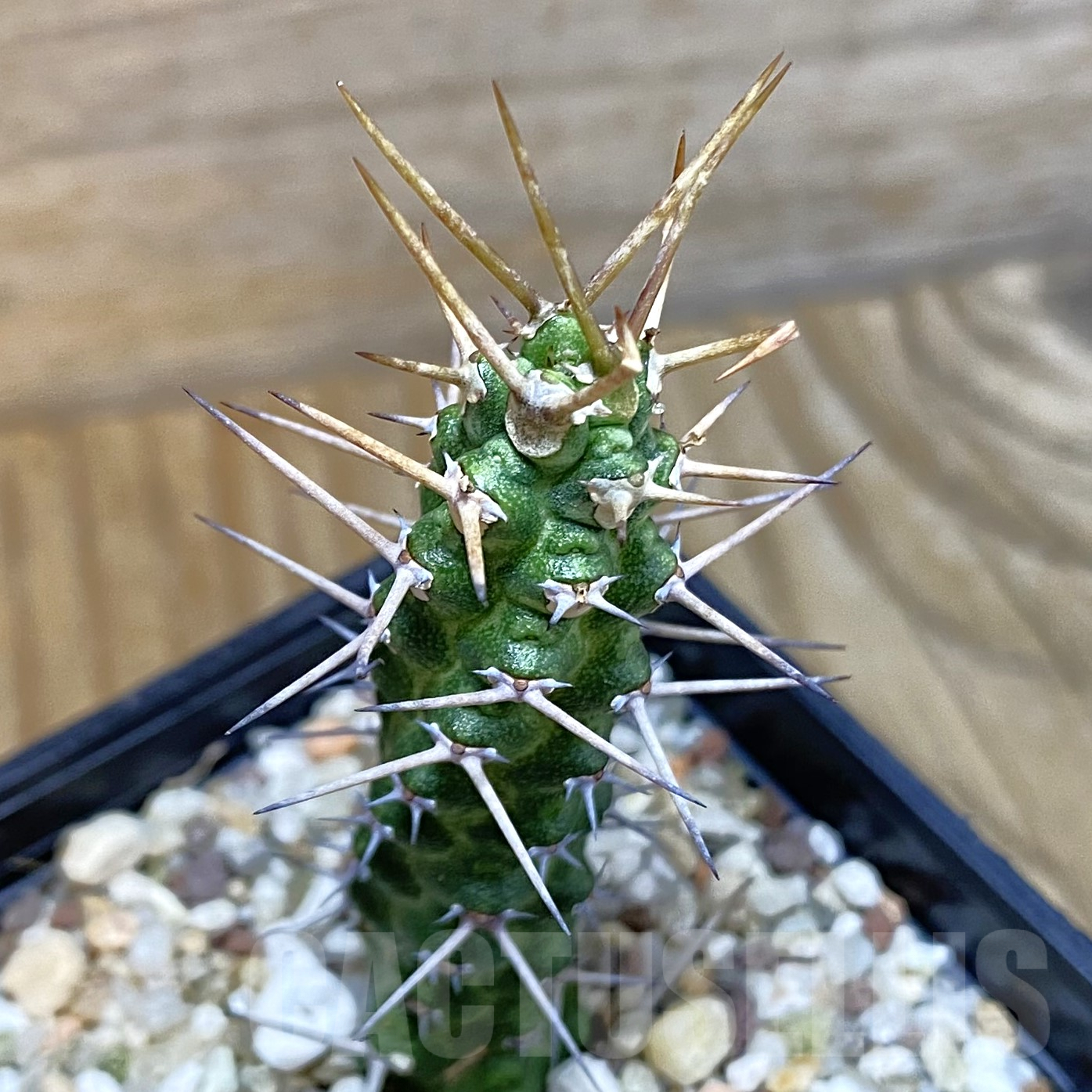 SH9945 Euphorbia ellenbeckii