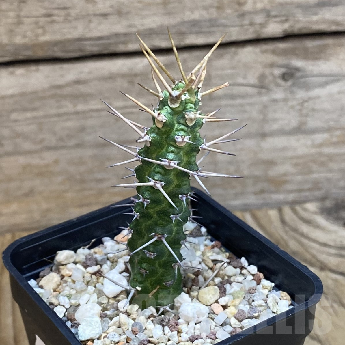 SH9945 Euphorbia ellenbeckii - Image 2