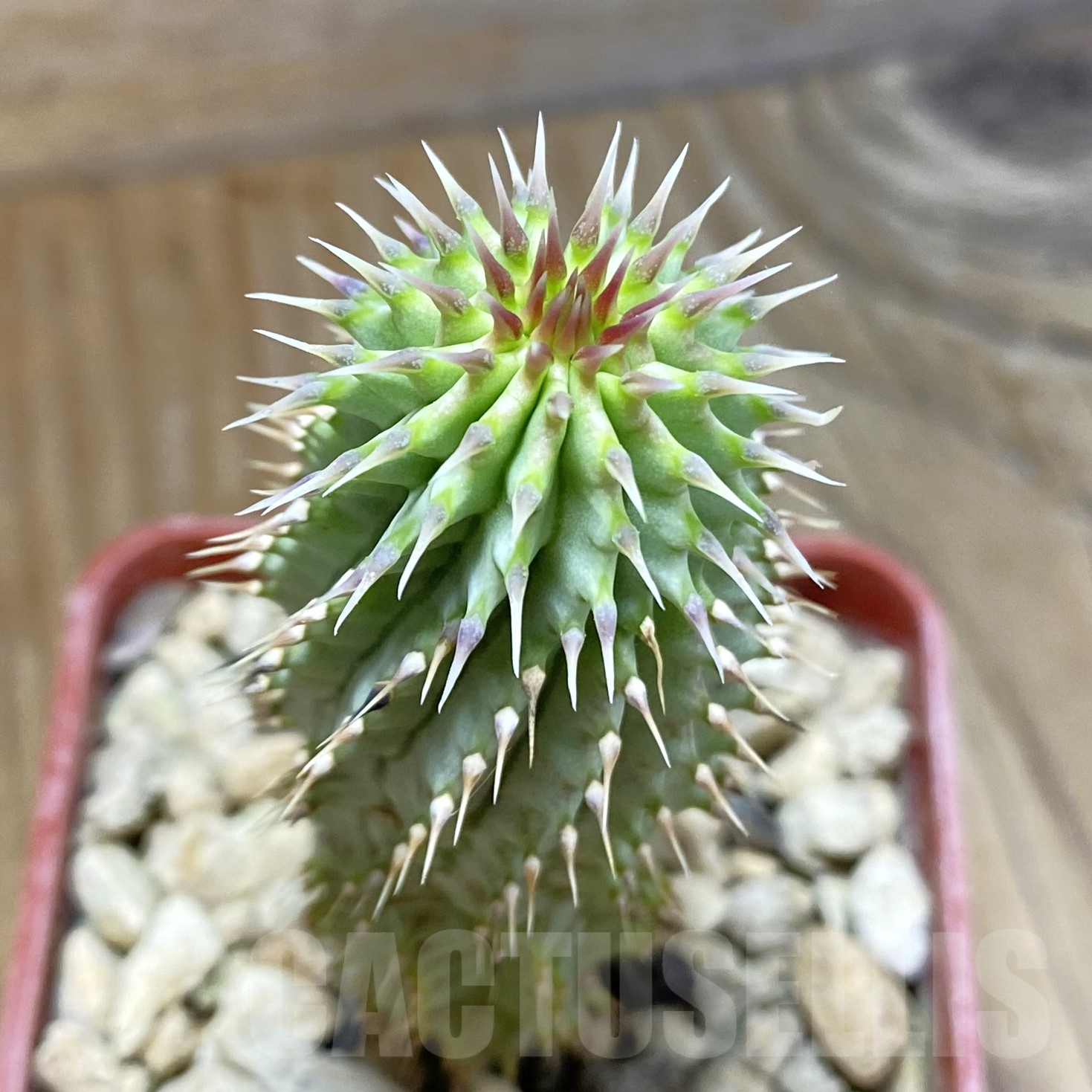SH9948 Hoodia gordonii