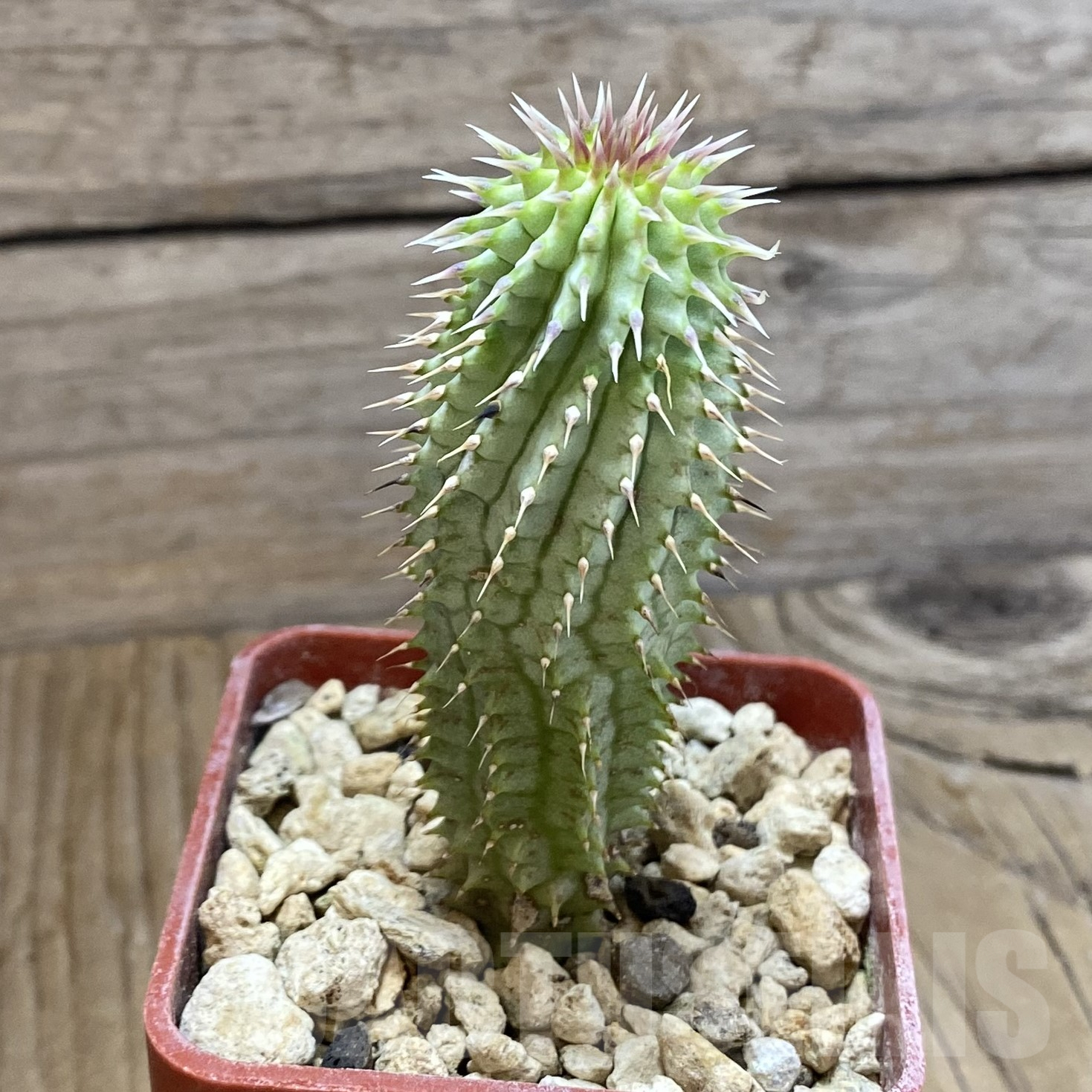 SH9948 Hoodia gordonii - Obrázek 2