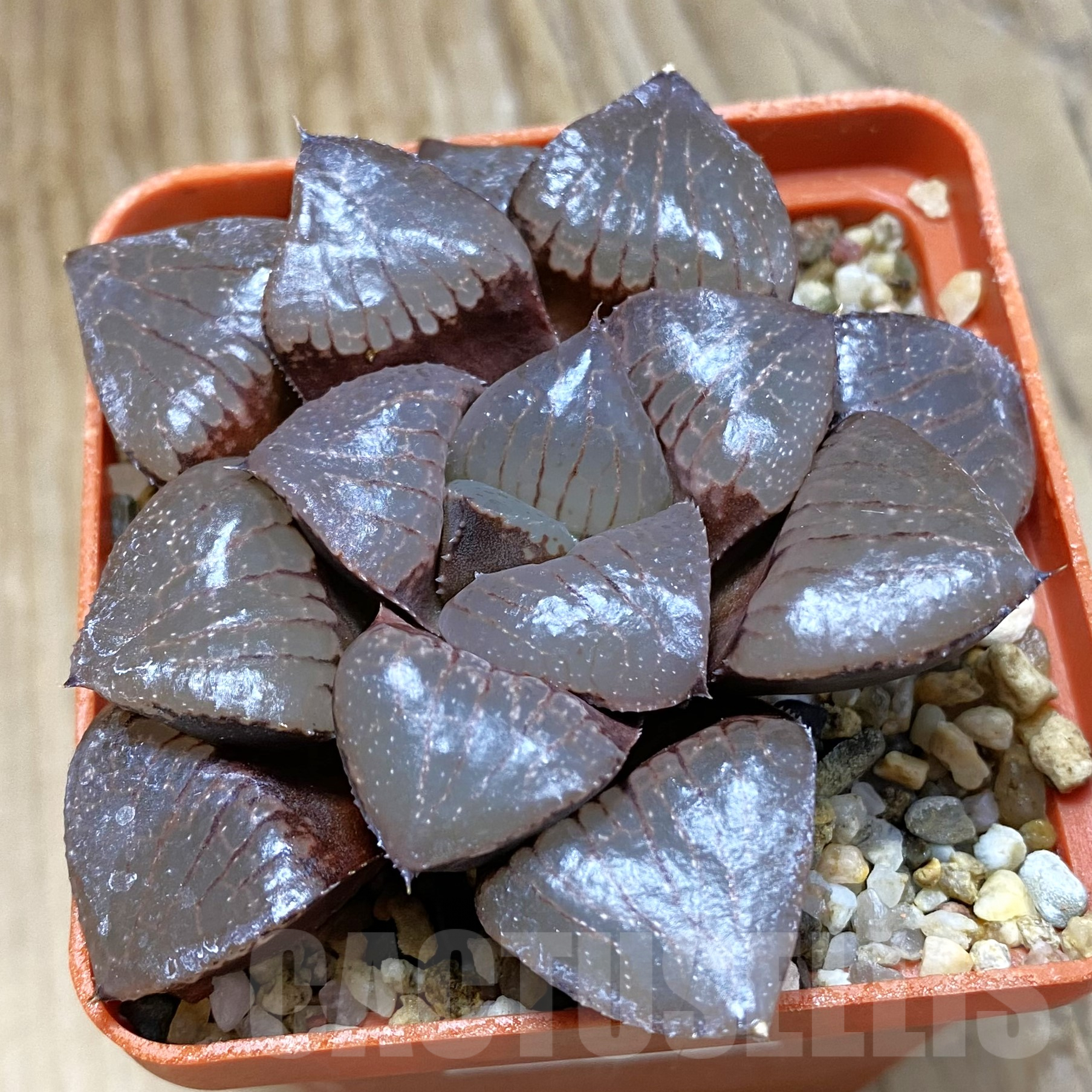 SH9949 Haworthia bayeri x springbokvlakensis