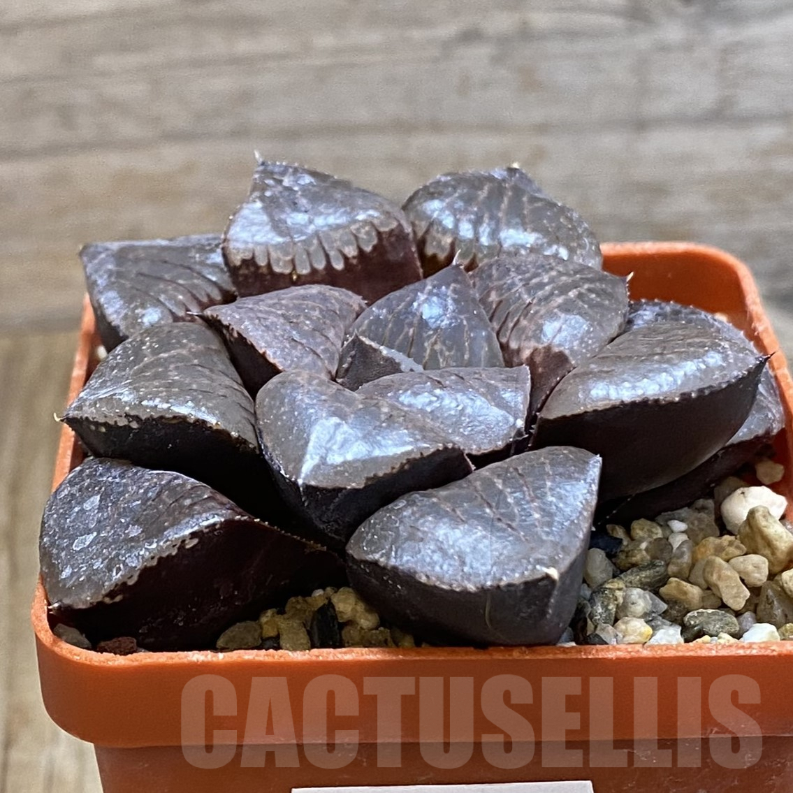 SH9949 Haworthia bayeri x springbokvlakensis - Image 2