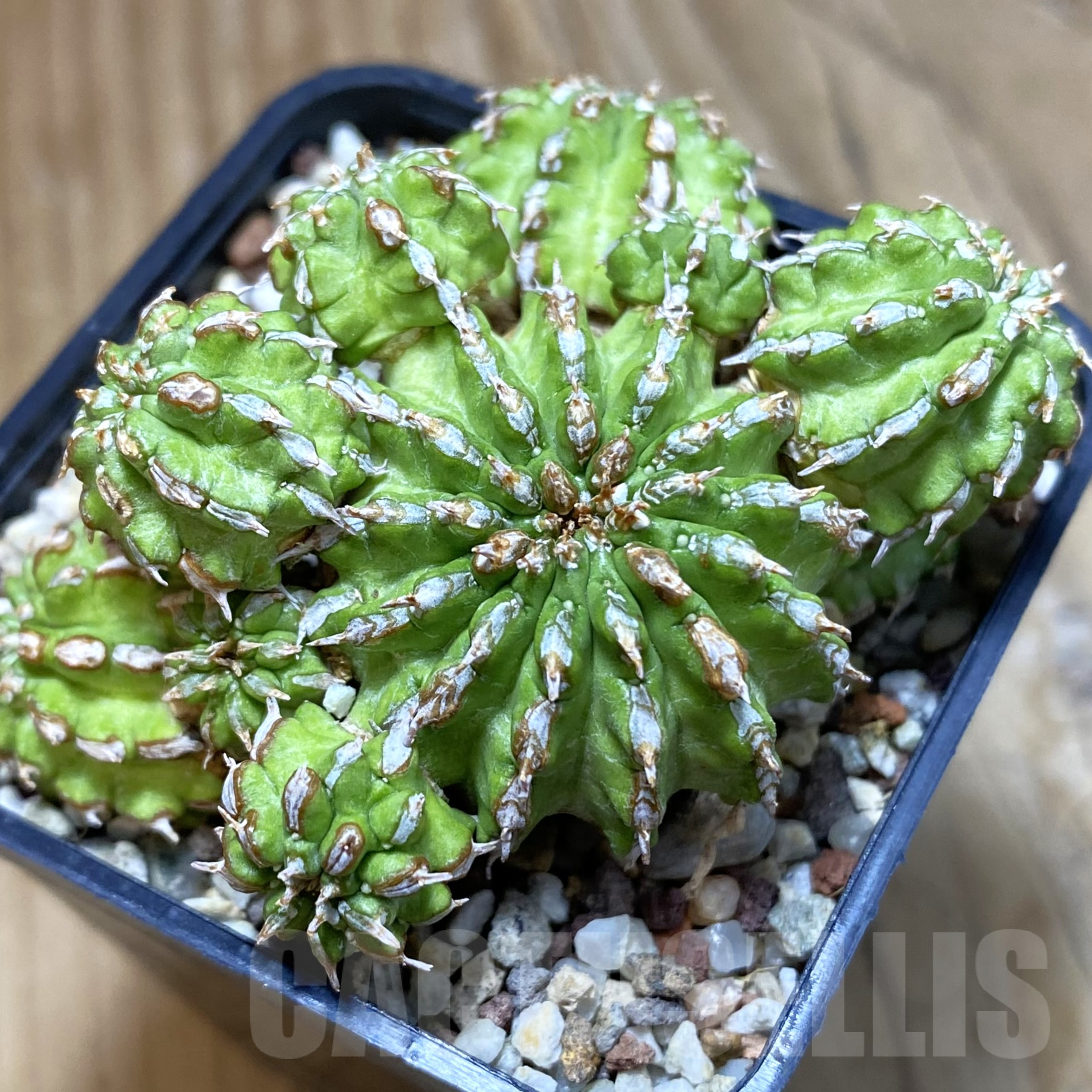 SH9959 Euphorbia sepulta
