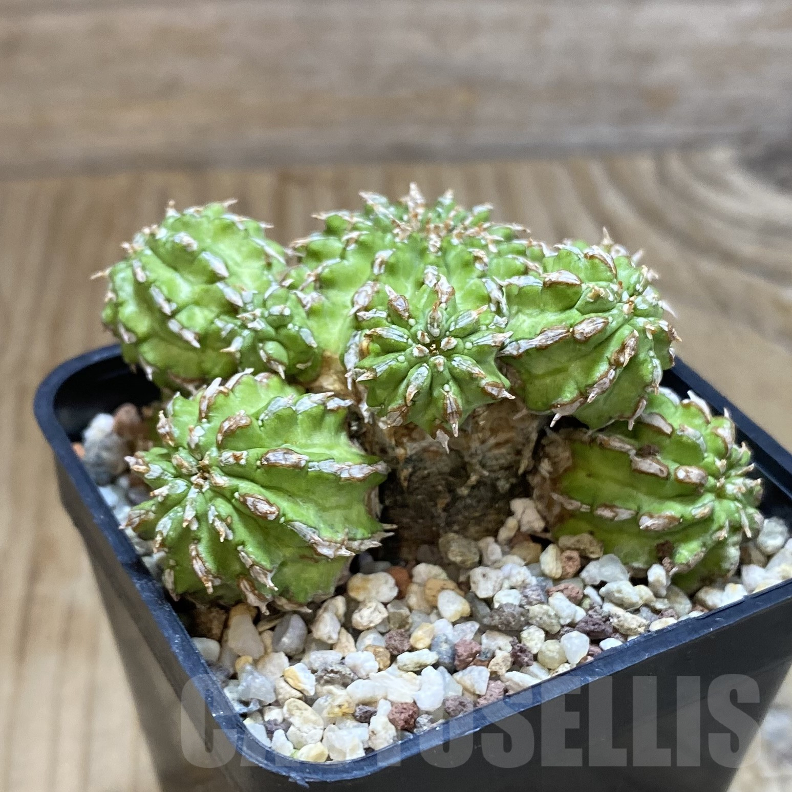 SH9959 Euphorbia sepulta - immagine 2