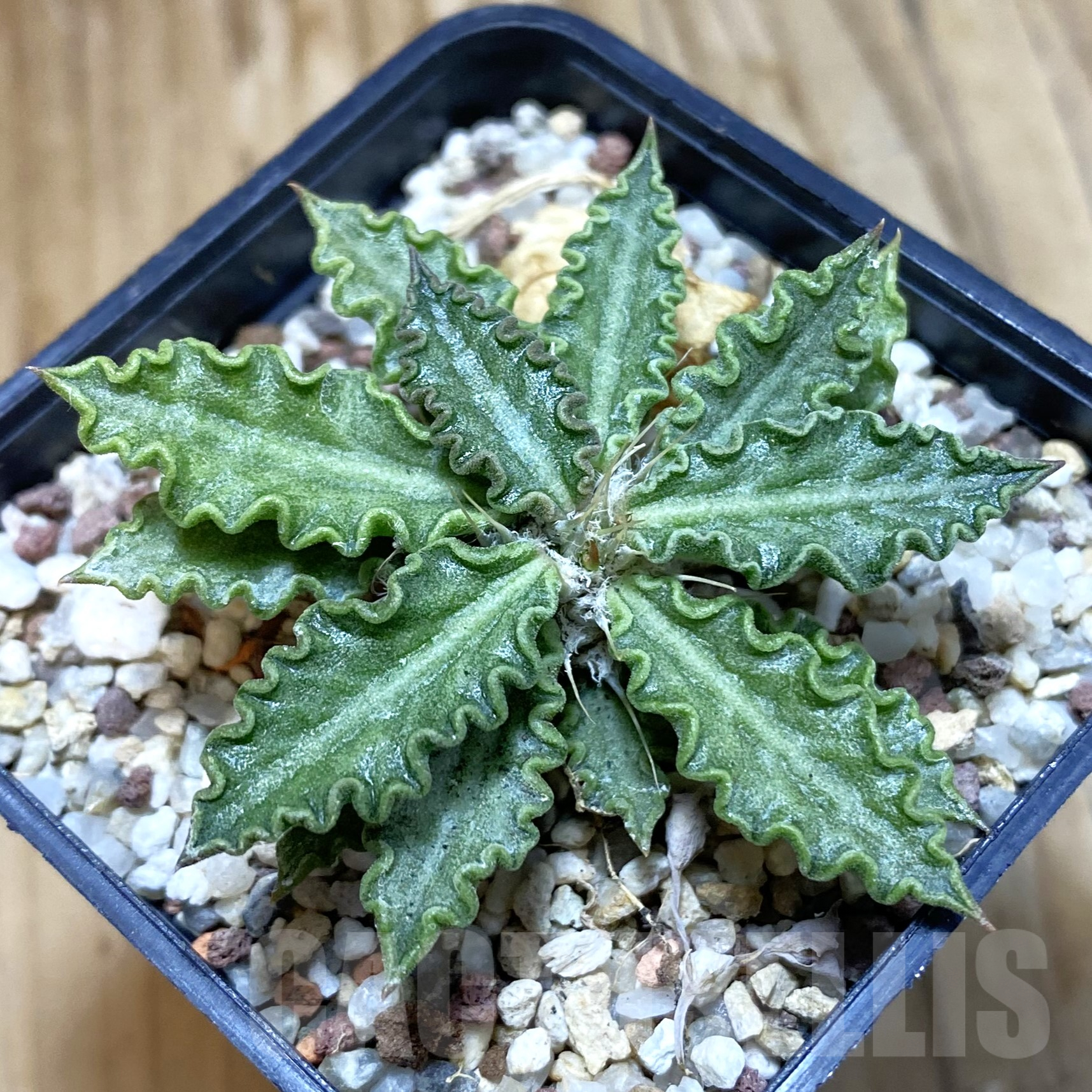 SH9960 Euphorbia tulearensis