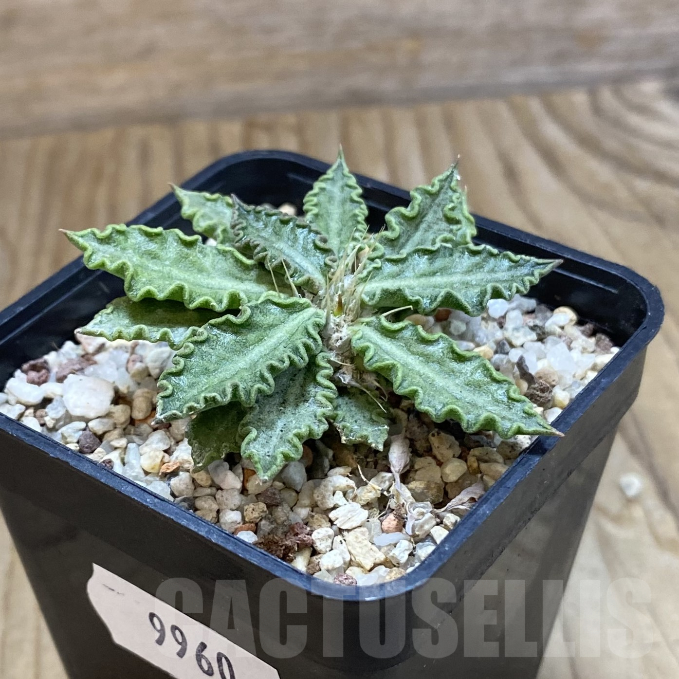 SH9960 Euphorbia tulearensis - immagine 2