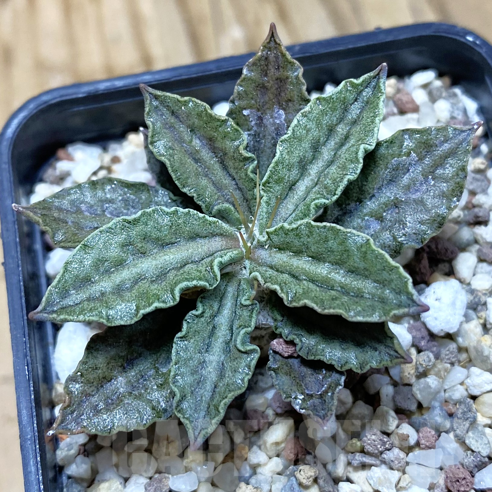 SH9961 Euphorbia tulearensis